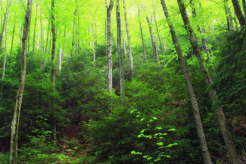 Baum natur wald wildnis
