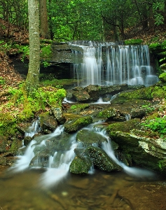 Tree water nature forest Photo