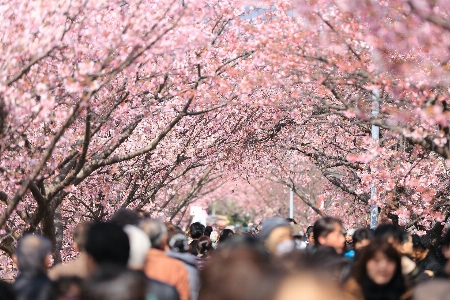 Tree branch blossom people Photo