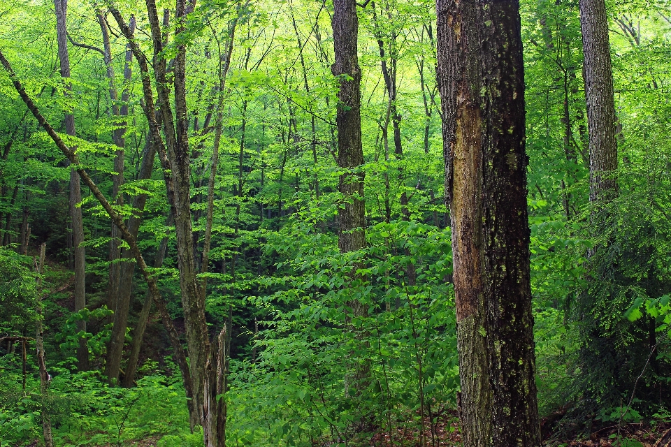 树 自然 森林 荒野