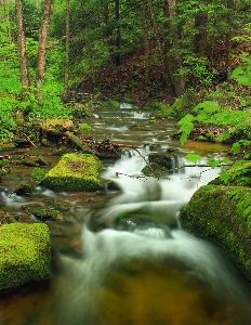 風景 木 水 自然 写真