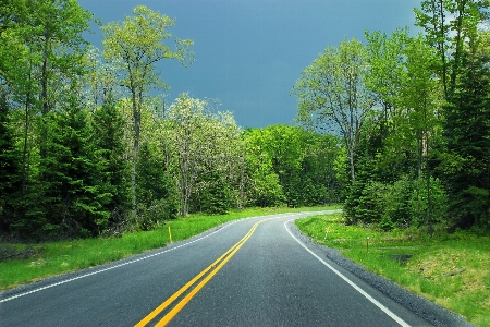 Tree forest sky road Photo