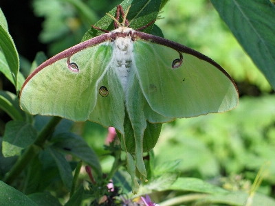 Nature wing leaf flower Photo