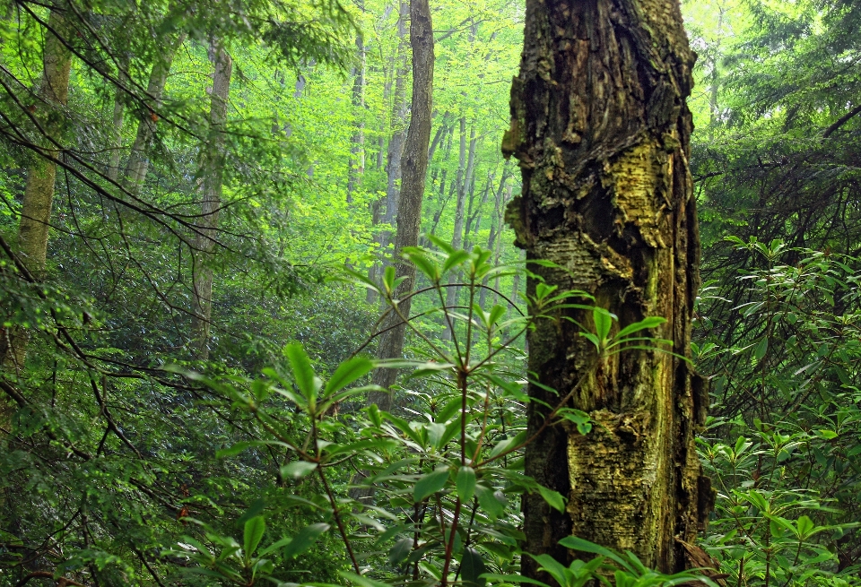 árvore natureza floresta região selvagem
