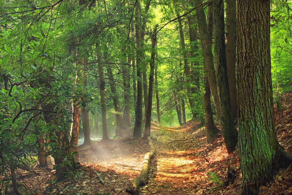 Baum natur wald weg