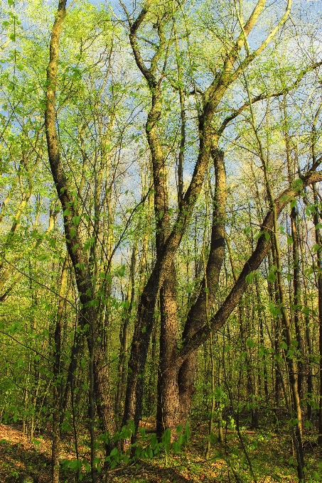 árbol naturaleza bosque rama