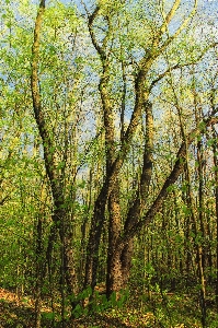 Tree nature forest branch Photo