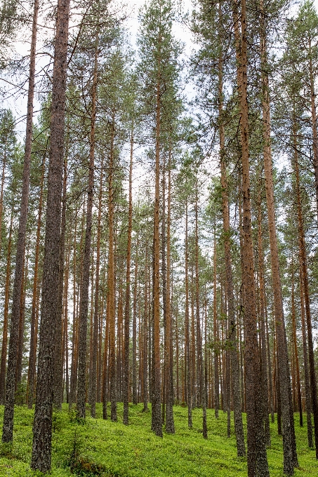 Drzewo natura las zakład