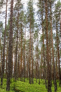 Tree nature forest plant Photo