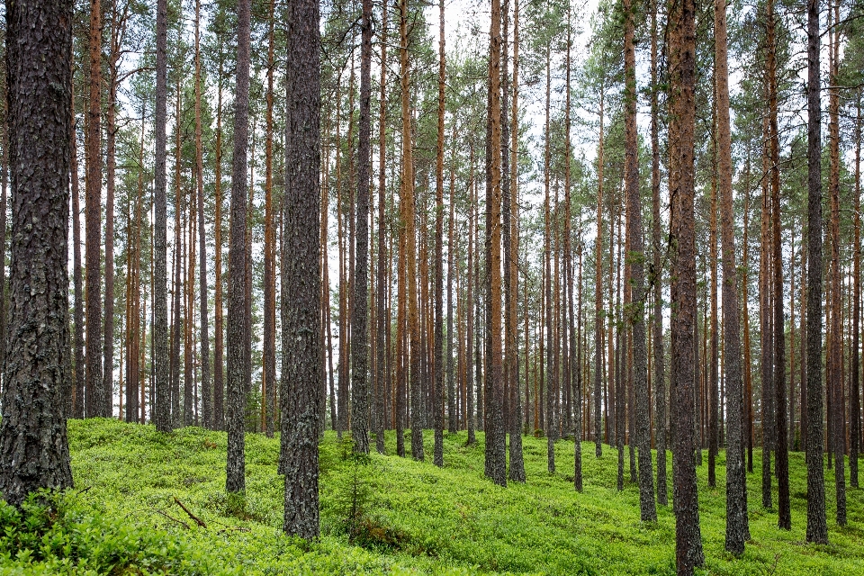 Landscape tree nature forest