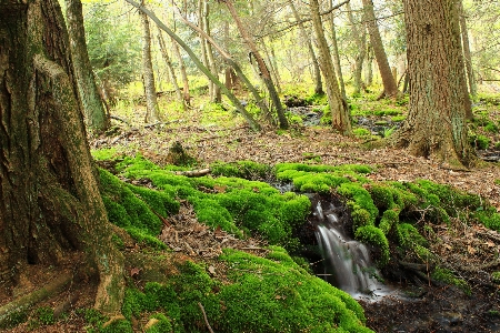 Tree nature forest waterfall Photo