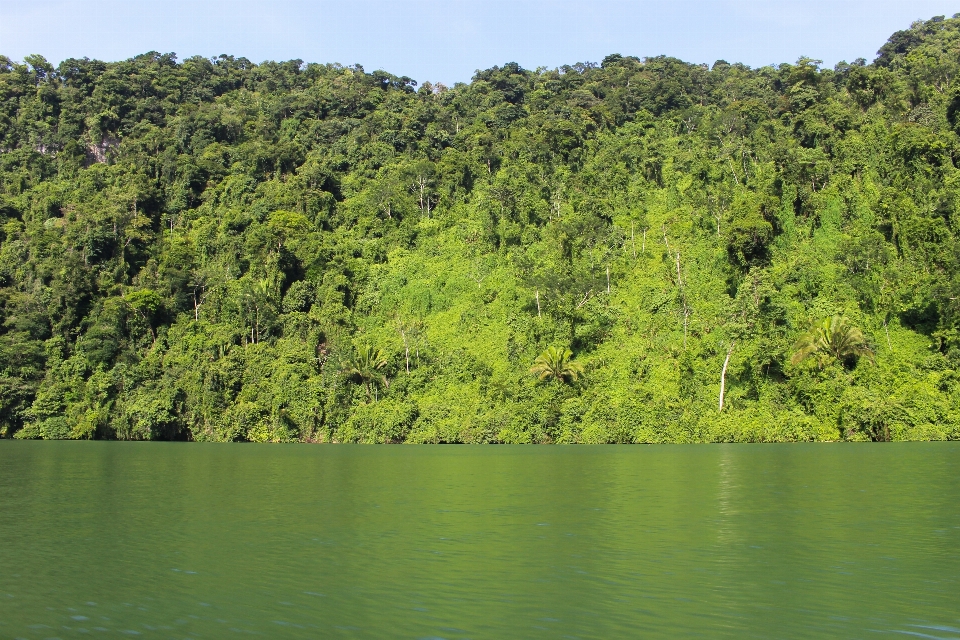 Albero acqua natura foresta