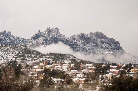 Landscape tree mountain snow Photo