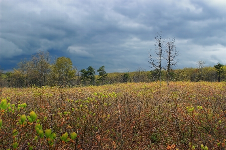 Landscape tree nature forest Photo