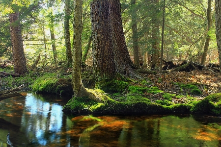 Tree nature forest creek Photo