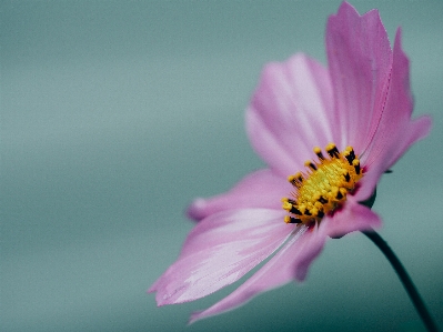 Blossom plant photography stem Photo