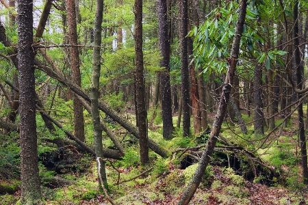 木 自然 森 荒野
 写真