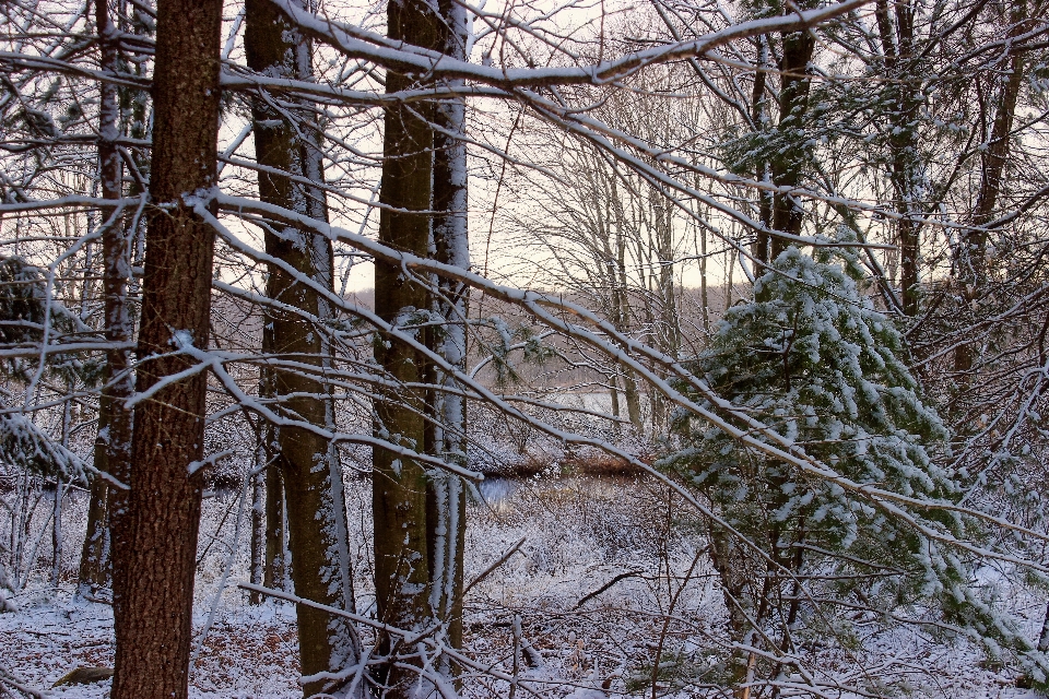 Drzewo natura las oddział