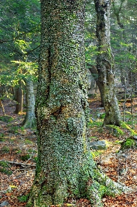 Tree nature forest branch Photo