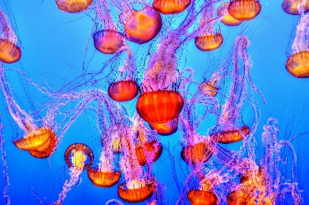 水 水下 生物学 海蜇 照片