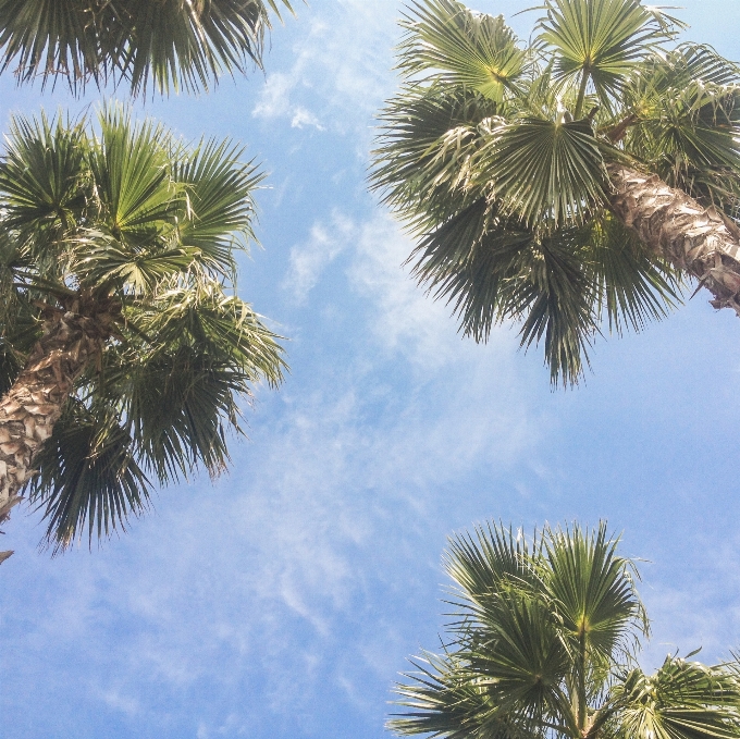 木 ブランチ 植物 空