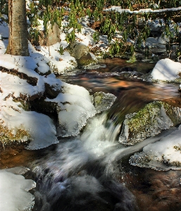 Photo Arbre eau nature rock