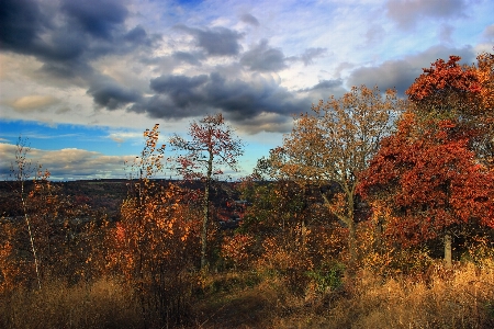 Landschaft baum natur wald Foto