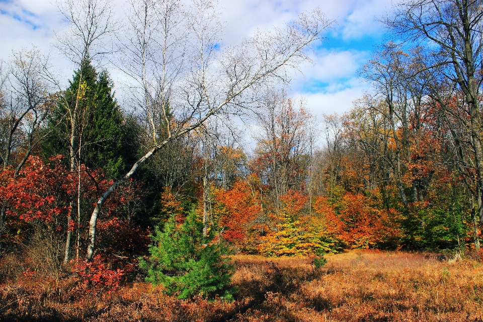 Paesaggio albero natura foresta