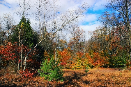 Landscape tree nature forest Photo