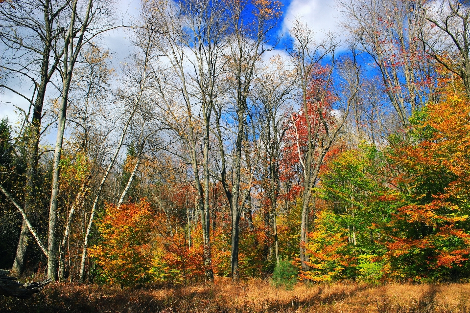 Paesaggio albero natura foresta