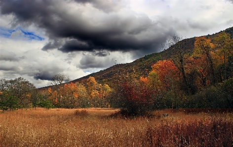 Landscape tree nature forest Photo