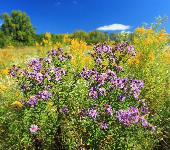 Nature blossom plant sky Photo