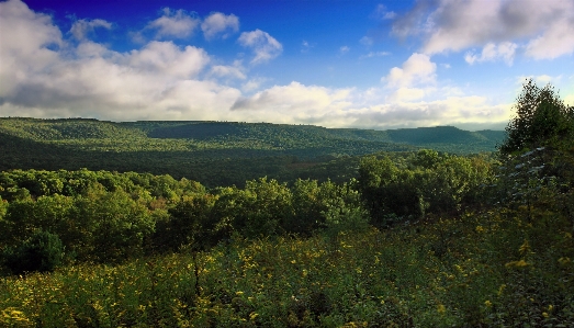 Landscape tree nature forest Photo