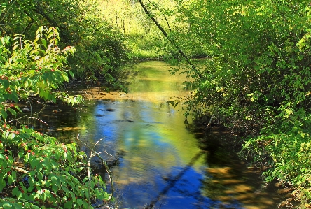 Tree water nature forest Photo