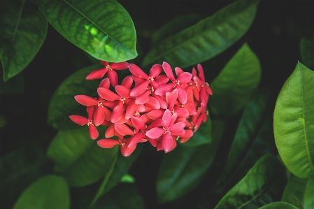 Nature blossom plant leaf Photo