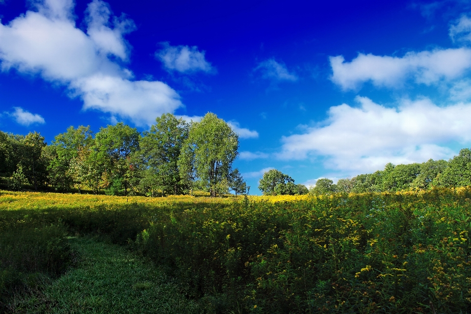 Paesaggio albero natura foresta