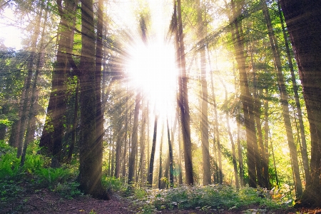 Foto árbol naturaleza bosque luz