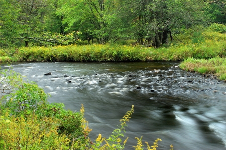 Nature forest creek wilderness Photo