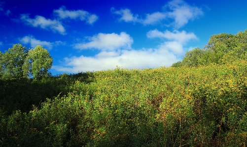 風景 木 自然 森 写真