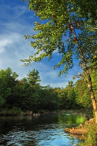 Tree nature forest creek Photo