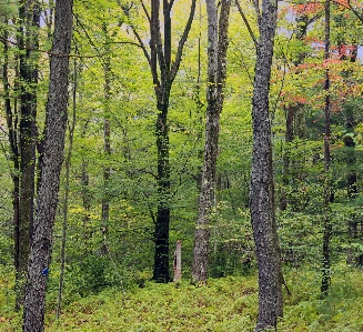 Tree nature forest wilderness Photo