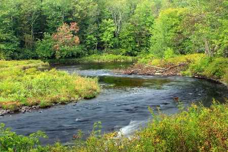 Tree nature forest creek Photo