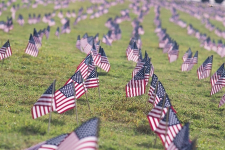 草 花 国旗 アメリカの国旗
 写真