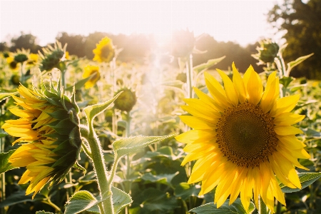 Bitki alan çayır
 çiçek Fotoğraf