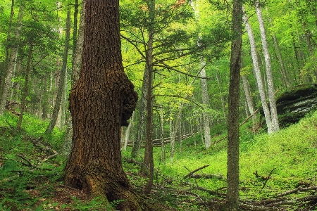 Tree nature forest wilderness Photo