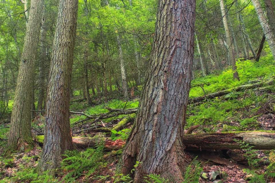 Tree nature forest wilderness