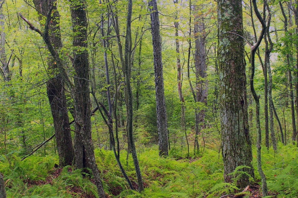 Drzewo natura las pustynia
