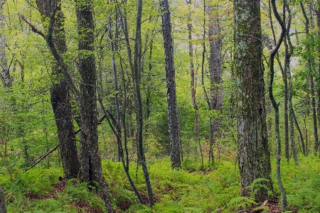 Tree nature forest wilderness Photo