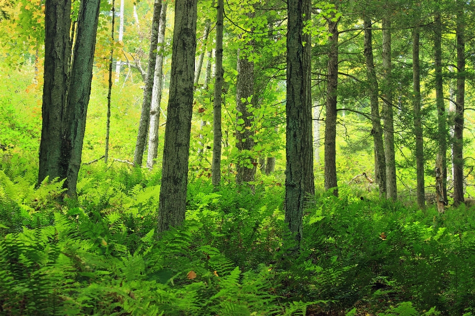 Arbre nature forêt région sauvage
