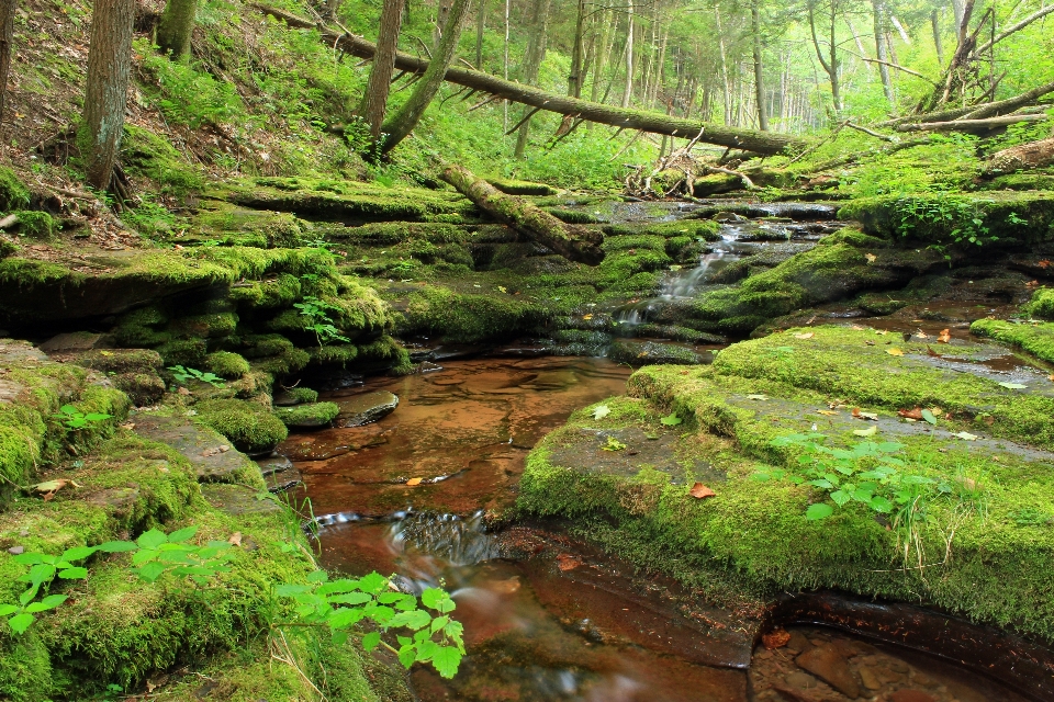 Pohon hutan air terjun sungai kecil
